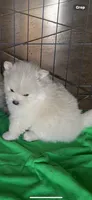 Sunny, a female Pomeranian for sale in Riverside, CA – 5 of 5