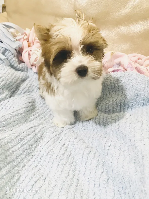Tan Collar, Brn & White Male Parti Yorkie/Biewer Mix – Yorkshire Terrier, Biewer puppy for sale in Fresno, CA