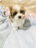 Tan Collar, Brn & White Male Parti Yorkie/Biewer Mix, a male Yorkshire Terrier and Biewer for sale in Fresno, CA – 3 of 9
