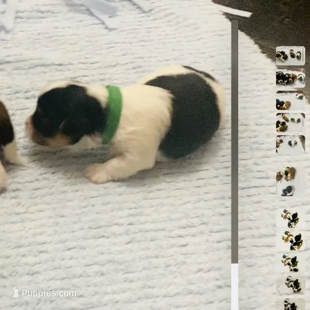 Green Collar Male, Parti Yorkie/Biewer Mix, a male Biewer for sale in Fresno, CA – 1 of 2