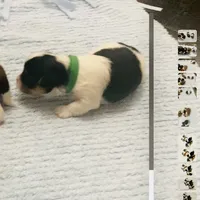 Green Collar Male, Parti Yorkie/Biewer Mix, a male Biewer for sale in Fresno, CA – 1 of 2