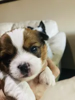Black- Biewer/Parti Yorkie Mix, a male Yorkshire Terrier and Biewer for sale in Fresno, CA – 4 of 4