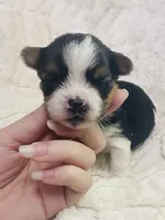 Blue/Gray Collar... Parti Yorkie/Biewer Mix, a male Yorkshire Terrier and Biewer for sale in Fresno, CA – 2 of 3