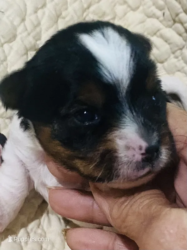  Biewer/Parti Yorkie Mix – Yorkshire Terrier, Biewer puppy for sale in Fresno, CA