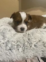 Black - Biewer / Party Yorkie Mix, a male Yorkshire Terrier and Biewer for sale in Fresno, CA – 2 of 6