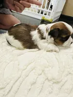 Tan Collar, Brn & White Male Parti Yorkie/Biewer Mix, a male Yorkshire Terrier and Biewer for sale in Fresno, CA – 3 of 3