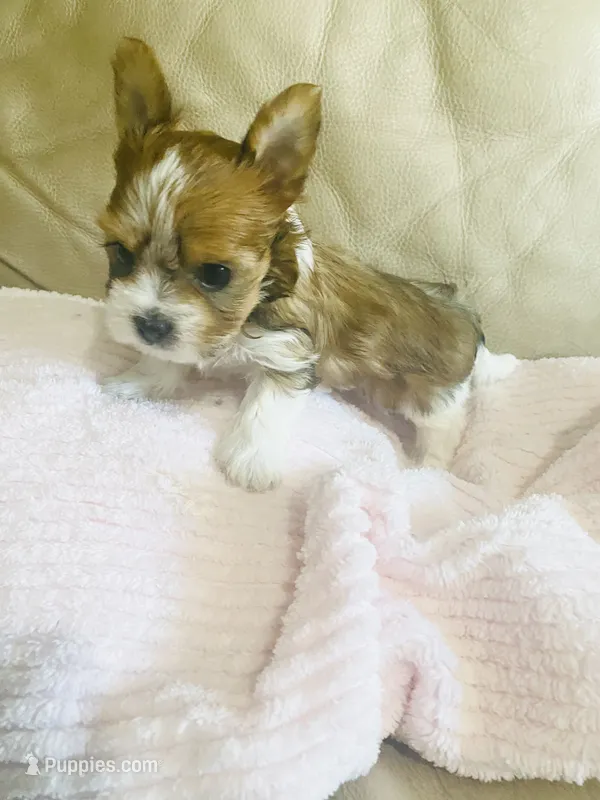 Lavender Collar, Little Miss Priss – Yorkshire Terrier, Biewer puppy for sale in Fresno, CA