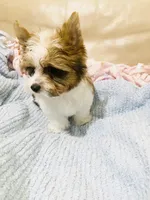 Tan Collar, Brn & White Male Parti Yorkie/Biewer Mix, a male Yorkshire Terrier and Biewer for sale in Fresno, CA – 4 of 9