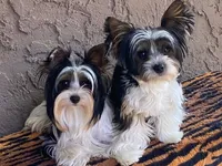 EXPECTING AKC BIEWER BABIES DECEMBER 9TH, a  Biewer for sale in Fresno, CA – 1 of 1