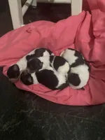 AKC Biewer (Fusha Collar)), a female Biewer for sale in Fresno, CA – Photo 6 of 6