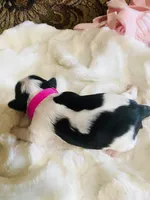 AKC Biewer (Fusha Collar)), a female Biewer for sale in Fresno, CA – Photo 3 of 6