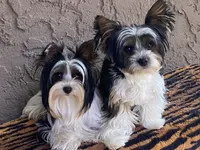 AKC Biewer (Fusha Collar)), a female Biewer for sale in Fresno, CA – Photo 1 of 6