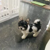 Jessica, a female Biewer for sale in Fresno, CA – Photo 4 of 8