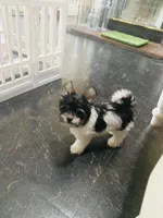 Jessica, a female Biewer for sale in Fresno, CA – Photo 4 of 9