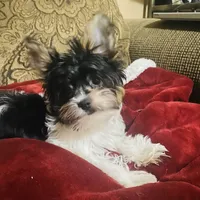 Jessica, a female Biewer for sale in Fresno, CA – Photo 1 of 8