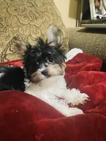 Jessica, a female Biewer for sale in Fresno, CA – Photo 1 of 9