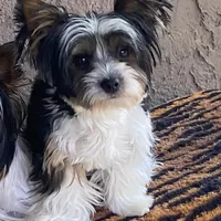 Jessica, a female Biewer for sale in Fresno, CA – Photo 8 of 8