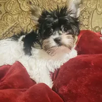 Jessica, a female Biewer for sale in Fresno, CA – Photo 2 of 8