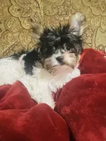 Jessica, a female Biewer for sale in Fresno, CA – Photo 2 of 9