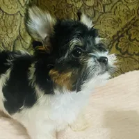 Jessica, a female Biewer for sale in Fresno, CA – Photo 7 of 8