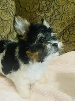 Jessica, a female Biewer for sale in Fresno, CA – Photo 8 of 9