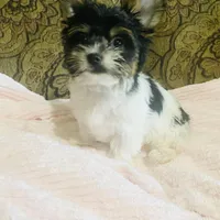 Jessica, a female Biewer for sale in Fresno, CA – Photo 5 of 8