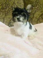 Jessica, a female Biewer for sale in Fresno, CA – Photo 5 of 9