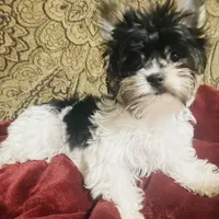 Jessica, a female Biewer for sale in Fresno, CA – Photo 3 of 8