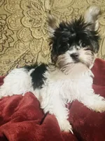 Jessica, a female Biewer for sale in Fresno, CA – Photo 3 of 9