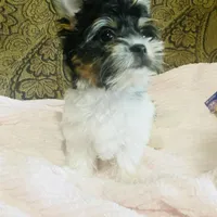 Jessica, a female Biewer for sale in Fresno, CA – Photo 6 of 8