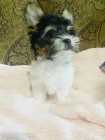 Jessica, a female Biewer for sale in Fresno, CA – Photo 6 of 9