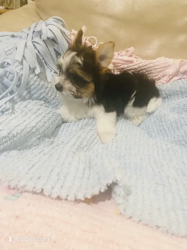 Born w/Cleft Lip... Parti Yorkie/Biewer Mix – Yorkshire Terrier, Biewer puppy for sale in Fresno, CA