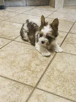 Tan Collar, Brn & White Male Parti Yorkie/Biewer Mix, a male Yorkshire Terrier and Biewer for sale in Fresno, CA – 2 of 5