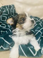 Born w/Cleft Lip... Parti Yorkie/Biewer Mix, a male Yorkshire Terrier and Biewer for sale in Fresno, CA – 4 of 7