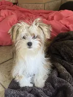 Green Collar Male, Parti Yorkie/Biewer Mix, a male Yorkshire Terrier and Biewer for sale in Fresno, CA – 7 of 8