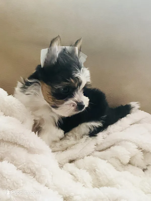 Blue/Gray Collar... Parti Yorkie/Biewer Mix – Yorkshire Terrier, Biewer puppy for sale in Fresno, CA