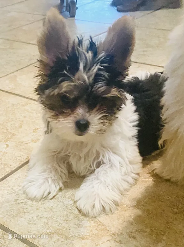 Born w/Cleft Lip... Parti Yorkie/Biewer Mix – Yorkshire Terrier, Biewer puppy for sale in Fresno, CA