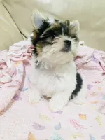 What a great discovery (Female), a female Yorkshire Terrier and Biewer for sale in Fresno, CA – 3 of 10