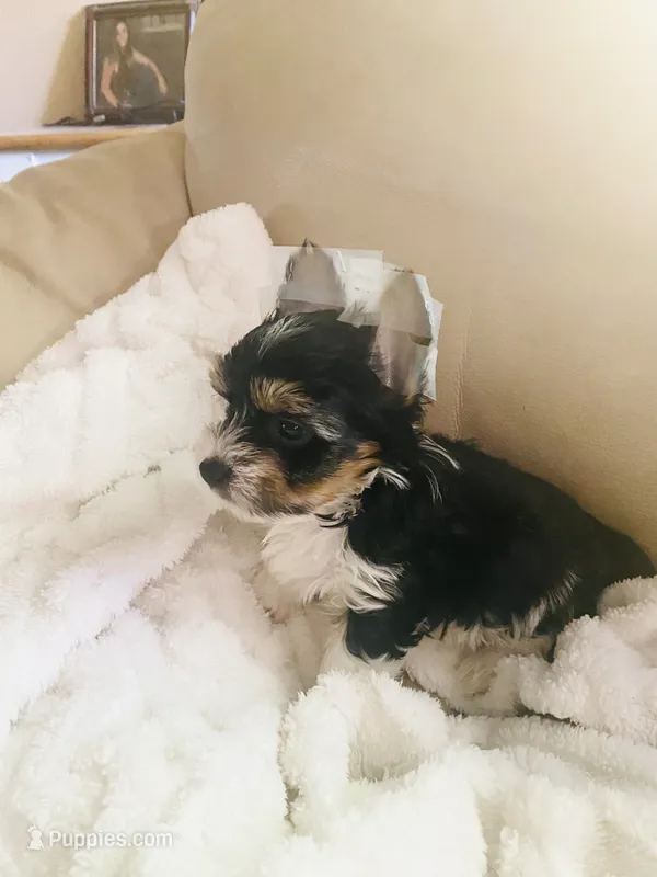 Blue Collar Male/ Parti Yorkie/Biewer Mix – Yorkshire Terrier, Biewer puppy for sale in Fresno, CA