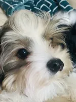 $600 / OBO Born w/Cleft Lip-Parti Yorkie/Biewer Mix/Price Lowered , a male Yorkshire Terrier and Biewer for sale in Fresno, CA – 1 of 8