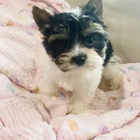 AKC Biewer (Pink Collar), a female Silky Terrier and Biewer for sale in Fresno, CA – Photo 6 of 7
