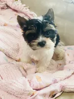 AKC Biewer (Pink Collar), a female Silky Terrier and Biewer for sale in Fresno, CA – Photo 6 of 7