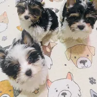 AKC Biewer (Pink Collar), a female Silky Terrier and Biewer for sale in Fresno, CA – Photo 5 of 7