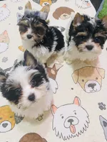 AKC Biewer (Pink Collar), a female Silky Terrier and Biewer for sale in Fresno, CA – Photo 5 of 7