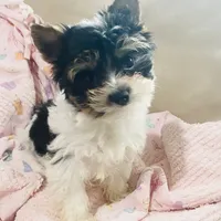 AKC Biewer (Pink Collar), a female Silky Terrier and Biewer for sale in Fresno, CA – Photo 3 of 7