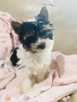 AKC Biewer (Pink Collar), a female Silky Terrier and Biewer for sale in Fresno, CA – Photo 3 of 7