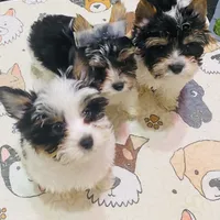 AKC Biewer (Pink Collar), a female Silky Terrier and Biewer for sale in Fresno, CA – Photo 2 of 7