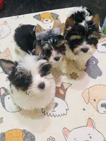 AKC Biewer (Pink Collar), a female Silky Terrier and Biewer for sale in Fresno, CA – Photo 2 of 7