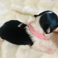 AKC Biewer (Pink Collar), a female Silky Terrier and Biewer for sale in Fresno, CA – Photo 7 of 7