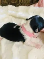 AKC Biewer (Pink Collar), a female Silky Terrier and Biewer for sale in Fresno, CA – Photo 7 of 7